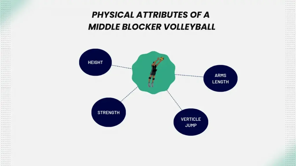 Physical Attributes of a Middle Blocker Volleyball